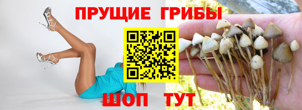 дарнет шоп  Вход с VPN  Менделеевск  Псилоцибиновые грибы мухоморы  Псилоцибиновые грибы Cubensis 